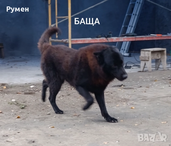 Немска овчарка (Канадски вълк), снимка 4 - Немска овчарка - 52648855