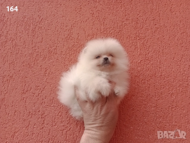 Мъжки и женски Померани. Реални снимки от 22.03.26 г. , снимка 12 - Померан - 53863245