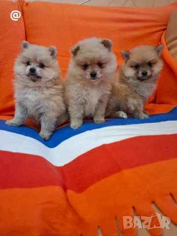Померан померанчета Гр. София