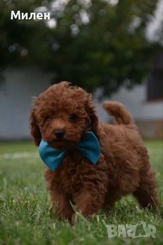 Той пудел Toy poodle, снимка 5 - Пудели - 55006000
