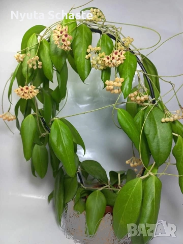 Hoya cutis porcelana