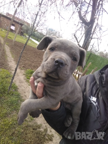 Кане корсо, снимка 3 - Кане корсо - 54127807