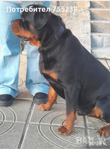 Ротвайлер разплод 