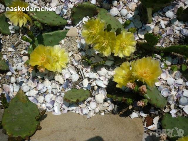 Студоустойчиви кактуси Опунция (Бодлива круша) подходящи за Вашата красива градина, снимка 13 - Градински цветя и растения - 29201767