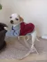 чихуахуа мини мъжки , снимка 7