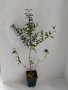 Нар(калинка), снимка 1 - Градински цветя и растения - 42411405