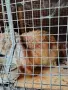продавам кочовати зайци , снимка 5
