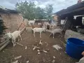 Продавам крави и кози, снимка 2