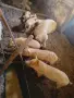 Продавам прасенца малки и големи , снимка 3
