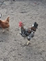 Домашни петли, снимка 3