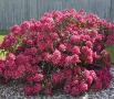Рододендрон , снимка 2