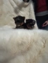 Продавам йоркита, снимка 3