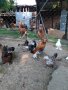  Кулумбииска  брама ,струмски стандарт, мини кохин,испенч и пилета