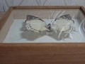 Препарирана Пеперуда в Рамка, снимка 8