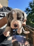 American Bully XL/Американско Були ХЛ, снимка 2