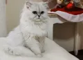 Сребърна чинчила, британска дългокосместа котка, коте, котенце, снимка 1