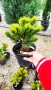 Pinus mugo Dezember gold(Клек Декемврийско злато), снимка 11