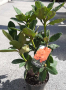 Рододендрони различни сортове студоустойчиви 40-50 см, снимка 1 - Градински цветя и растения - 44709662