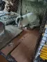 продавам кочовати зайци , снимка 1