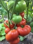 Семена домати от Селски червен и Селски розов гигант, снимка 1