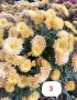 Кълбовидна хризантема разсад, снимка 11