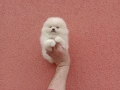 Чисто бели мини Померани. Реални снимки !!! , снимка 7