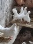 Продавам бели Бургаски гълъби 20 лева броя или повече от 10 гълъба 15 лева броя, снимка 4