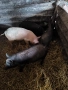 Продавам прасета , снимка 15