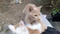 Подарявам коте СПЕШНО , снимка 11