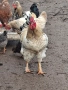Домашни петли, снимка 4