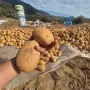 картофи  сорт Агрия , снимка 3