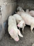 Свободни!! Домашни Прасета, снимка 7
