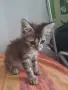 ПОДАРЯВАМ 2 КОТЕТА на 3месеца, снимка 9