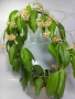 Hoya cutis porcelana, снимка 1