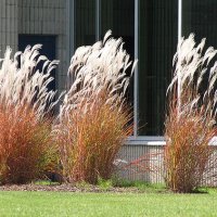 Мискантус Пурпурасценс, студоустойчива трева, снимка 4 - Градински цветя и растения - 38141351