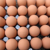 Изкуствени пластмасови яйца за кокошки тежки, снимка 3 - За птици - 40032040