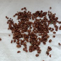 Семена кипарис вретеновиден сорт тотем, снимка 1 - Сортови семена и луковици - 39106198