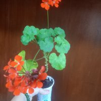 Оранжево мушкато, снимка 5 - Стайни растения - 42442950
