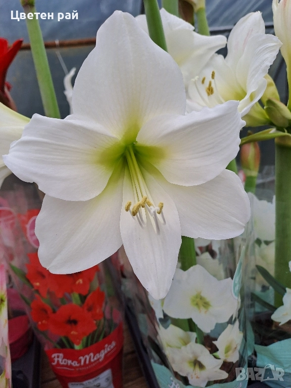 Амарилис с цвят и пред цъфтеж , снимка 1