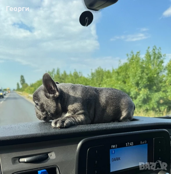 Продавам Син Френски Булдог, снимка 1