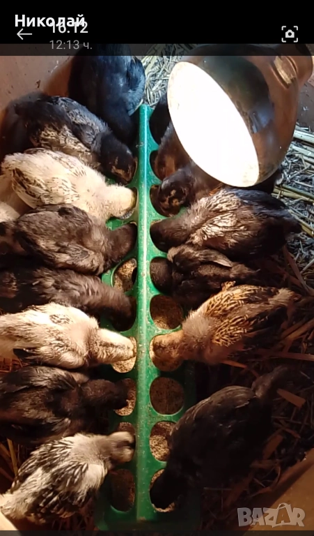 пилета и подрастващи , снимка 1