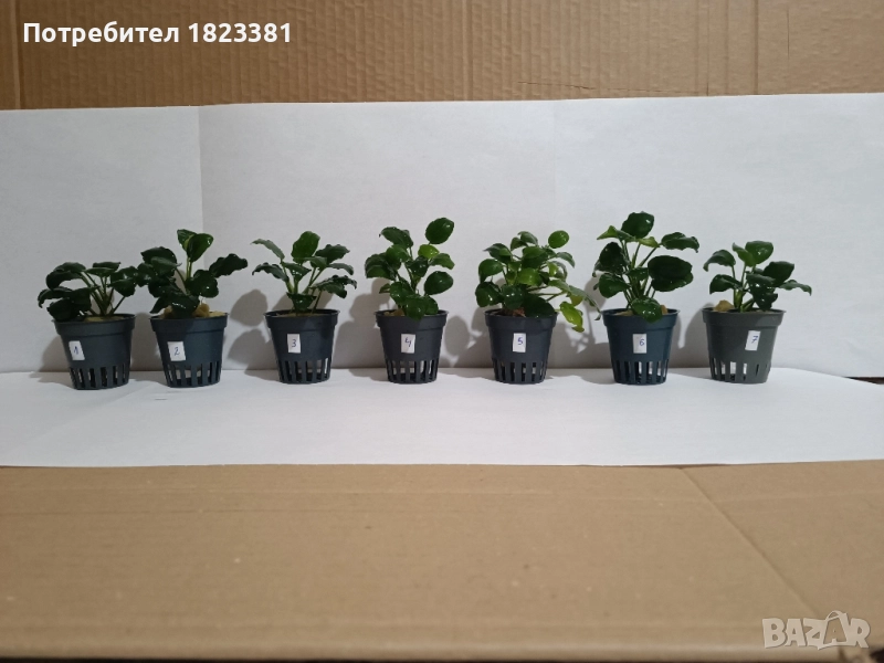 Растения за аквариум,анубиас Бартери, снимка 1