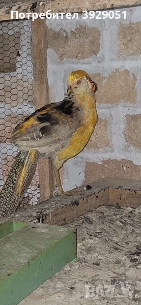 Продавам фазани и кеклици, снимка 1