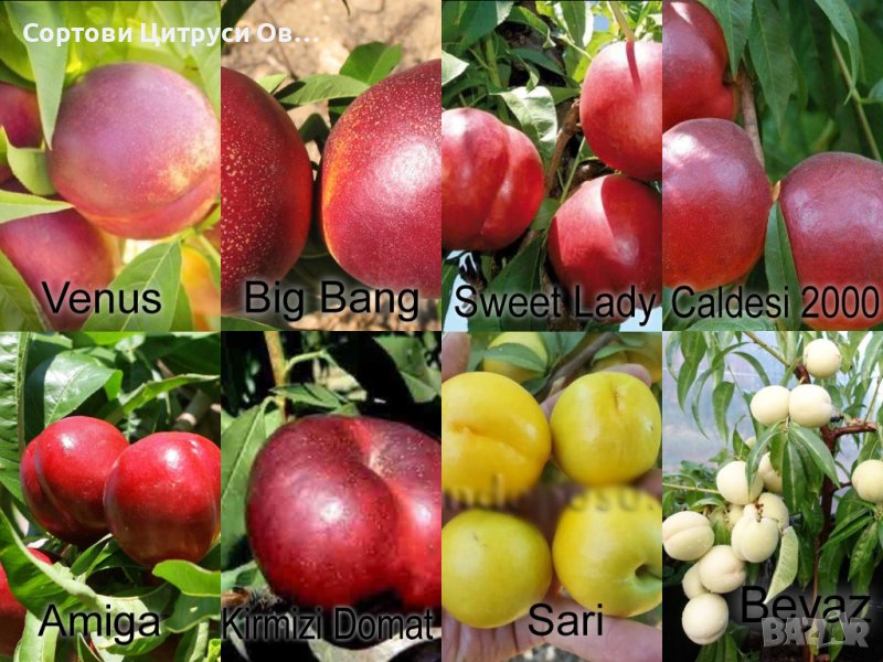 Нектарини Сортове, снимка 1