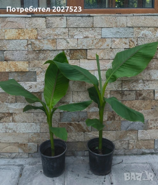 Банан Муса студоустойчив 20лв., снимка 1