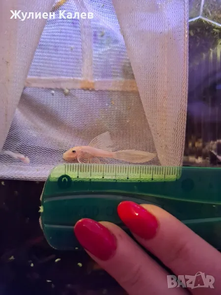 Анциструси/сомчета L144 воални със сини очи, снимка 1