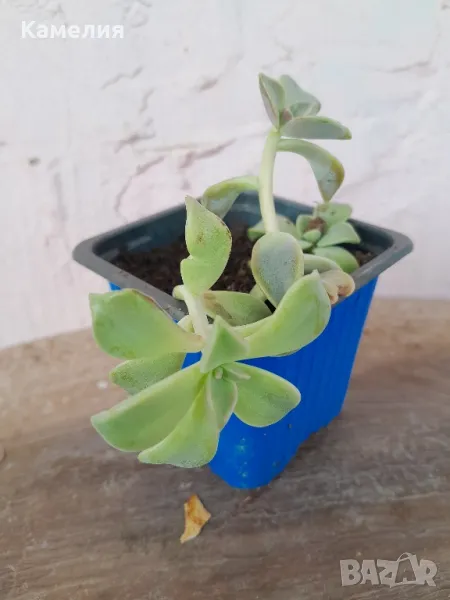 Ешеверия - суколент в саксия , снимка 1