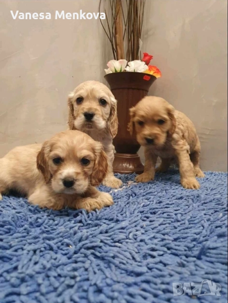 чистокръвни кокерчета шпаньоли, снимка 1