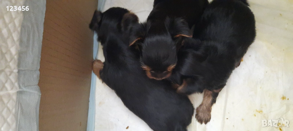  Момичета Мини йорки , снимка 1