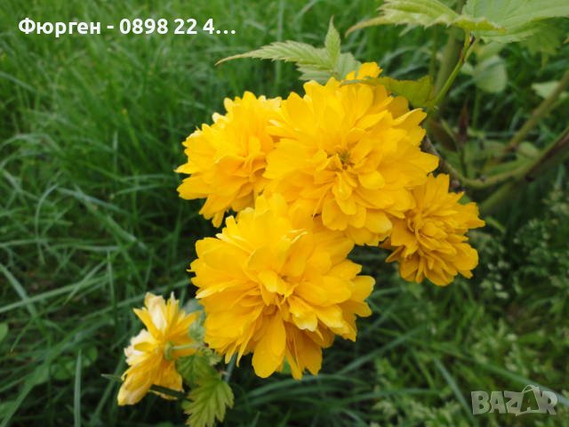 Керия Японика / Kerria Japonica, снимка 1